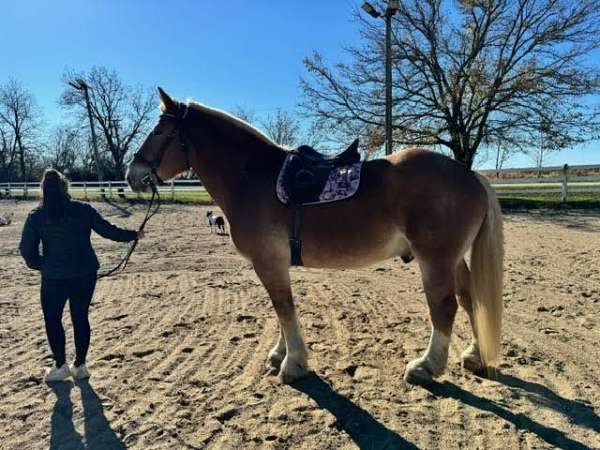 belgian-horse