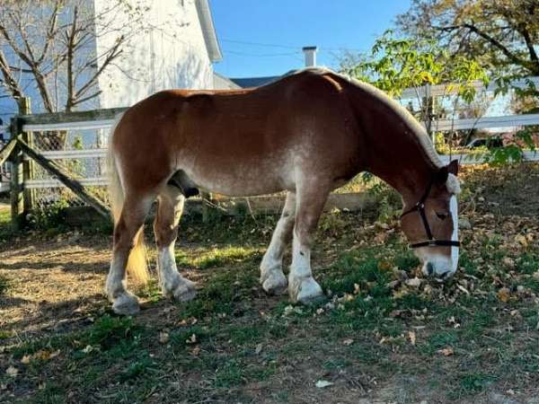 trail-belgian-horse