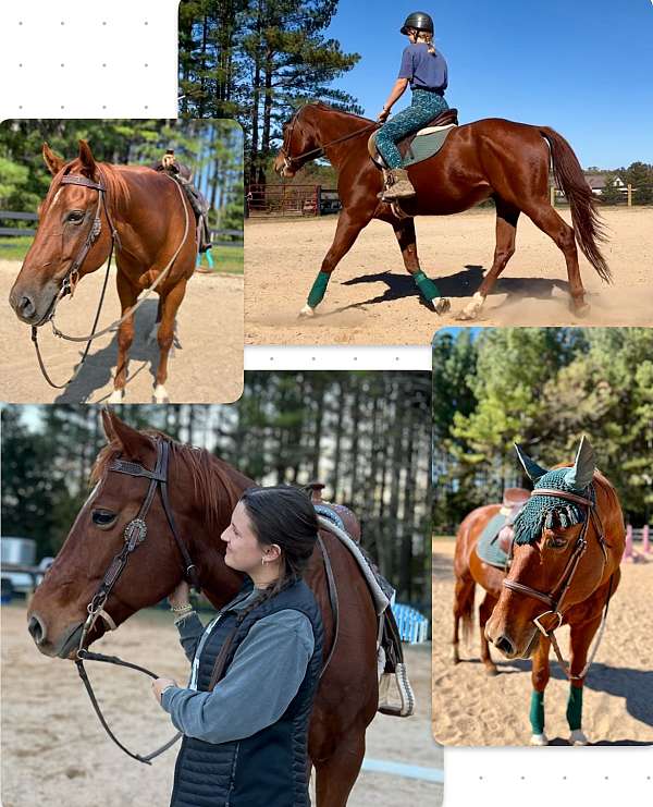 chestnut-quarter-horse-gelding