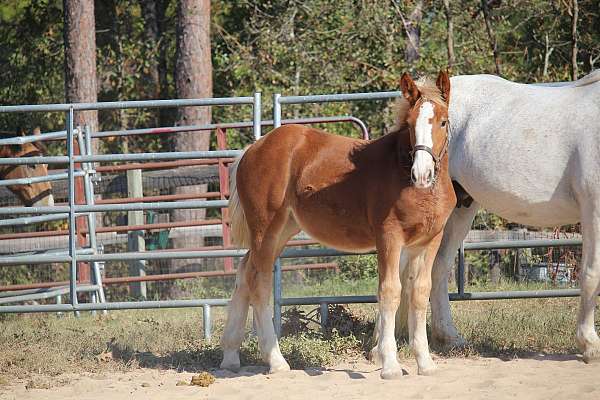 12-hand-belgian-filly