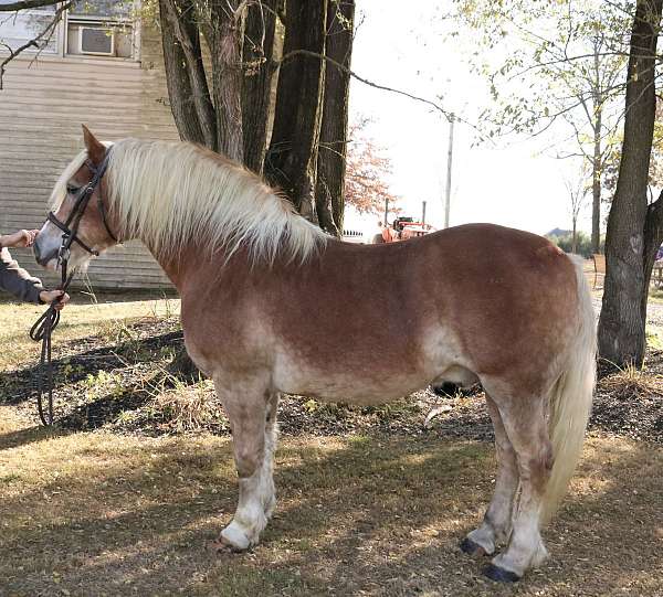 all-around-haflinger-horse