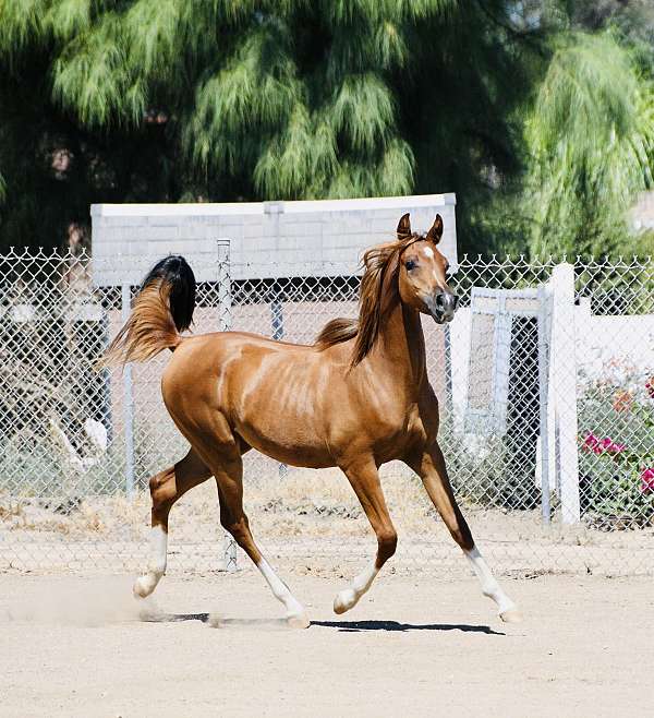 strip-4-white-socks-horse