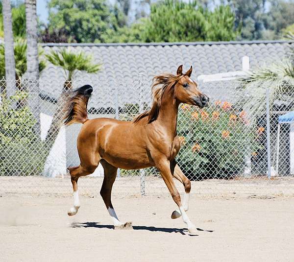 chestnut-strip-4-white-socks-horse