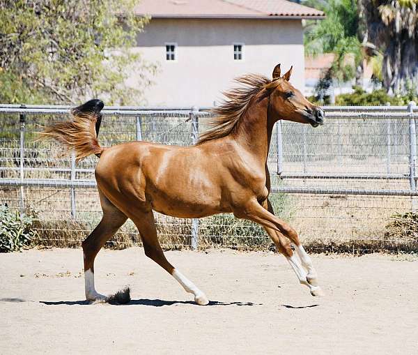 all-around-arabian-horse