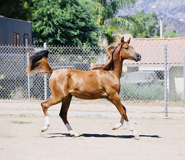 breeding-arabian-horse