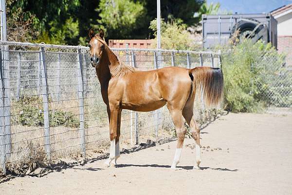 endurance-arabian-horse