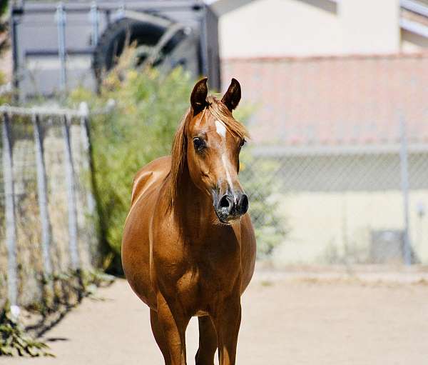 halter-arabian-horse