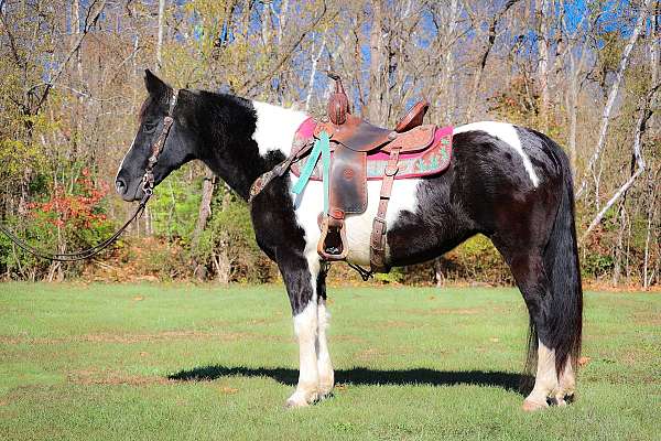 all-around-spotted-saddle-horse