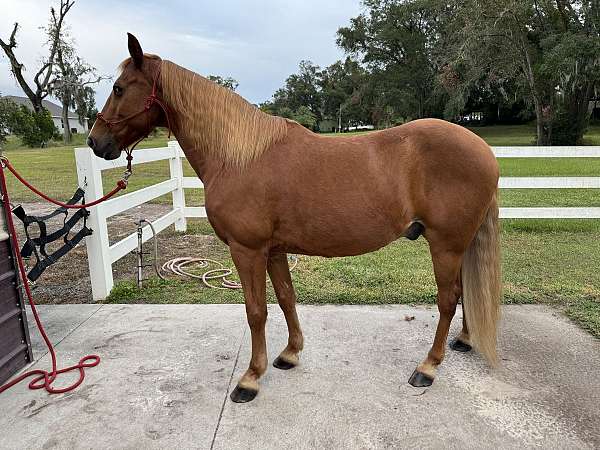 white-stripe-occasional-birdcatcher-spots-horse