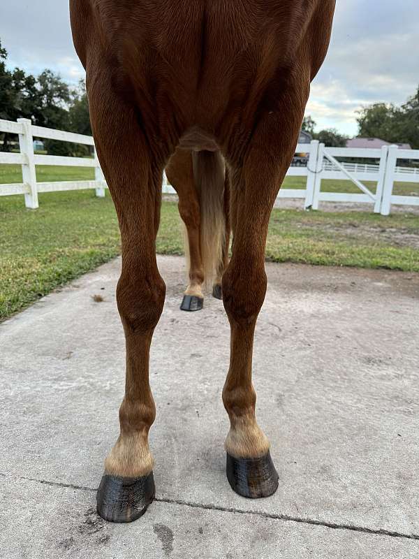 beginner-tennessee-walking-horse