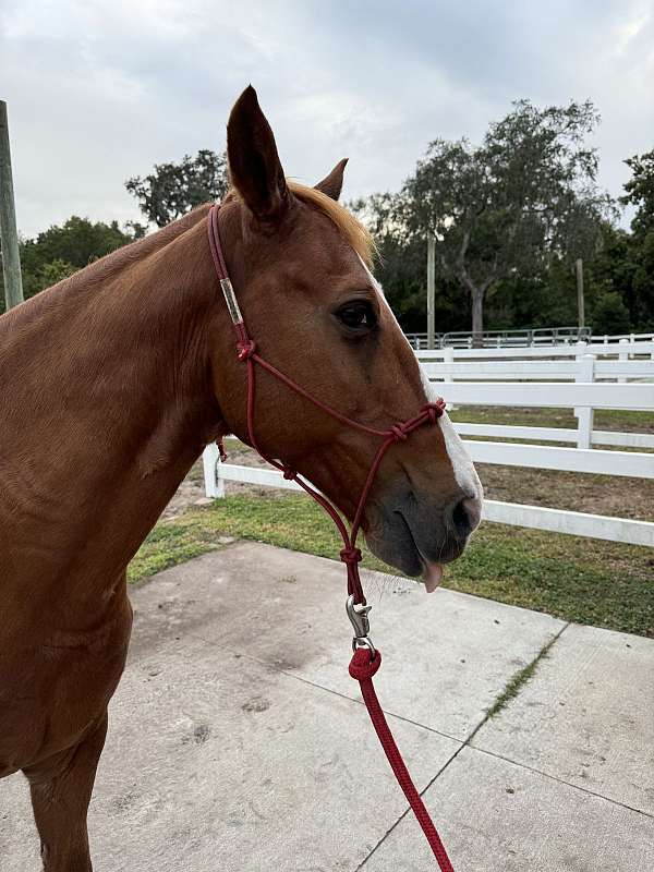 lesson-tennessee-walking-horse