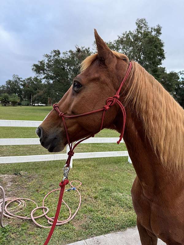 gaited-tennessee-walking-horse