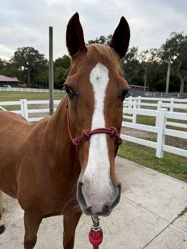 longe-line-tennessee-walking-horse