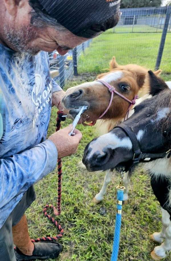 chestnut-paint-stallion-foal