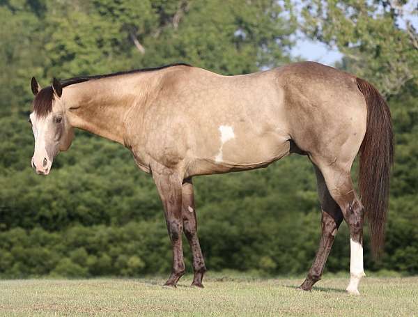 rodeo-q-quarter-horse