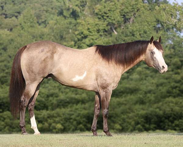 buckskin-rodeo-q-horse