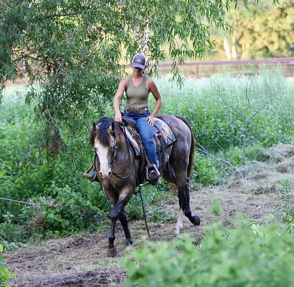 all-around-quarter-horse