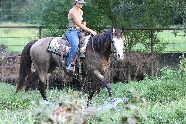 buckskin-overo-horse