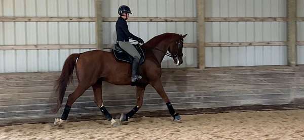 hanoverian-gelding