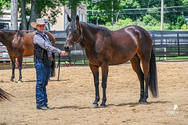 quarter-horse-gelding