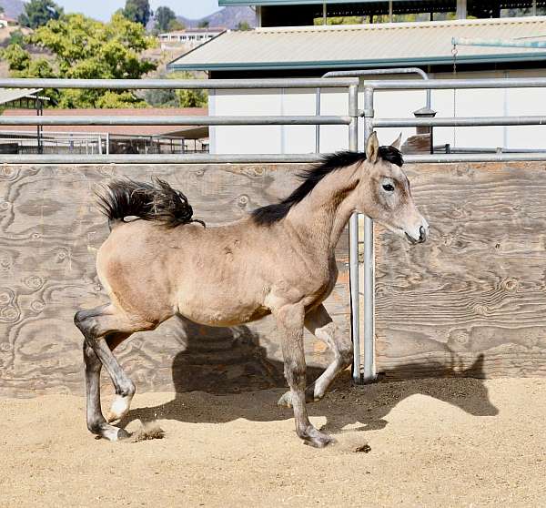 all-around-arabian-horse