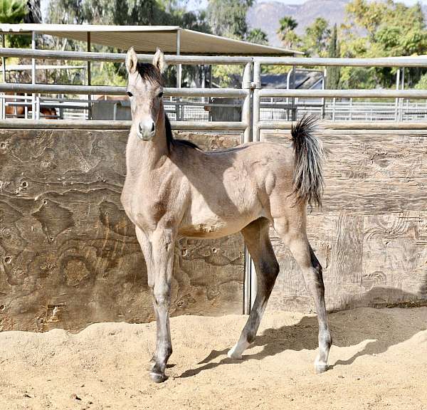 grey-back-sock-horse