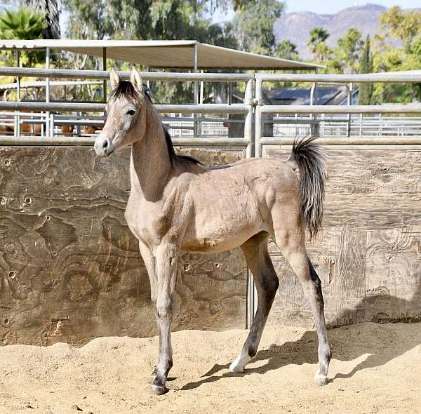 back-sock-horse