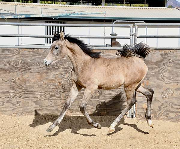 barrel-racing-arabian-horse