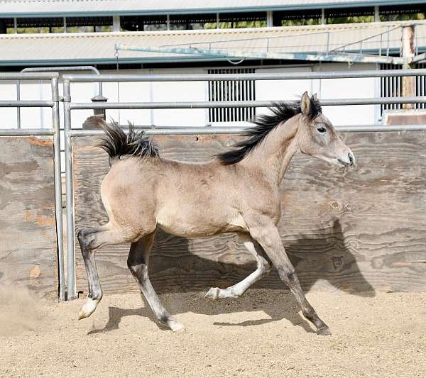 breeding-arabian-horse