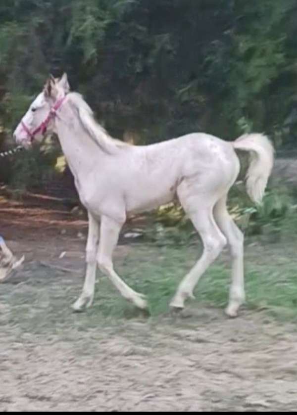 sabino-tennessee-walking-weanling