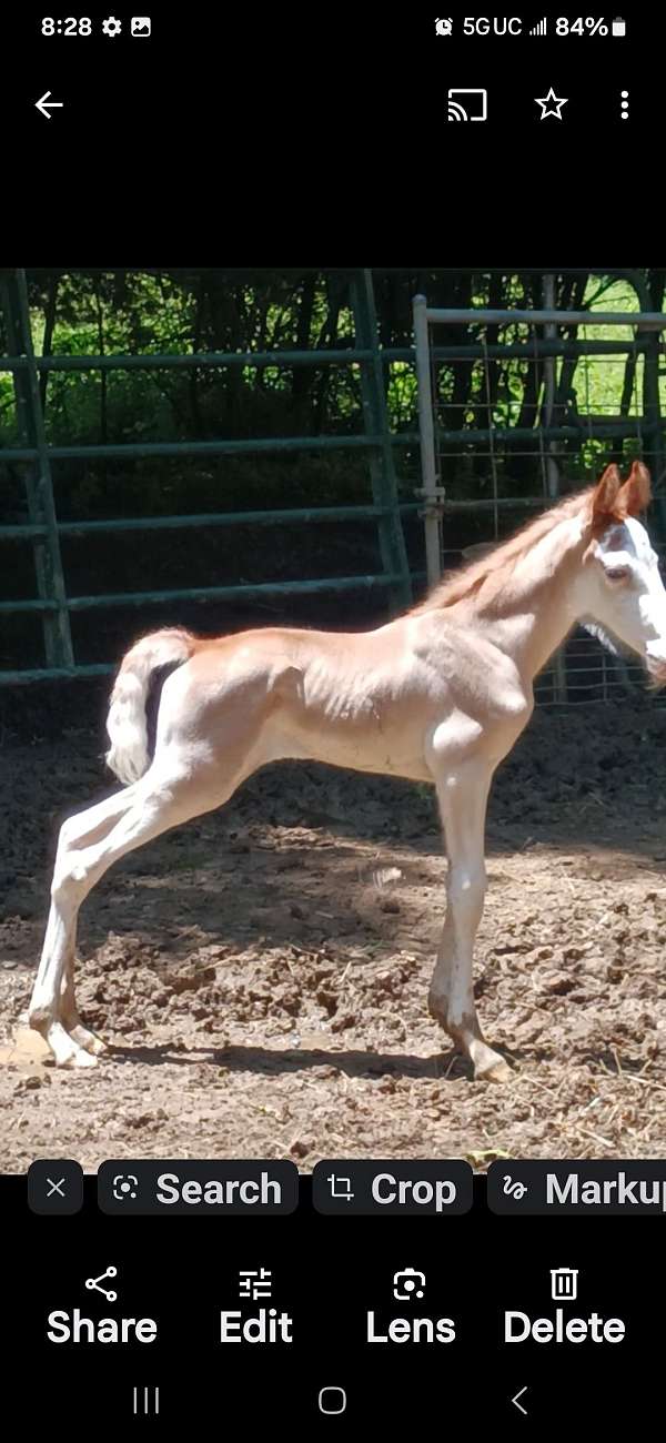 sabino-twhbea-weanling