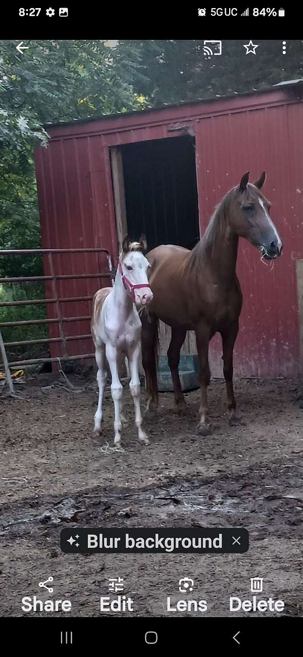 sorrel-tennessee-walking-mare