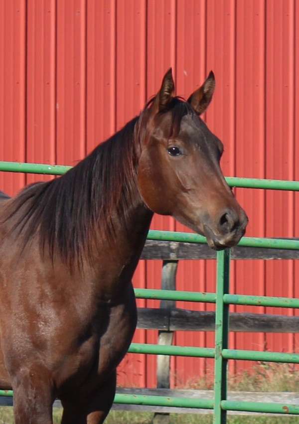 bay-appendix-filly-mare