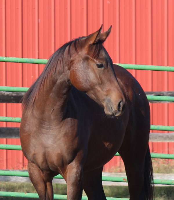 aqha-appendix-filly-mare