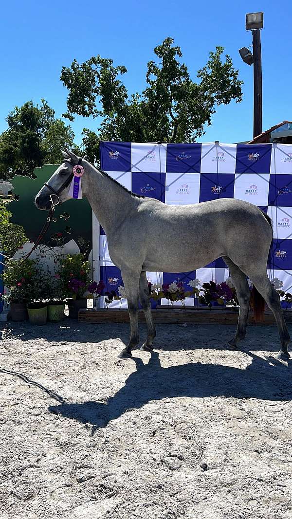 grey-usef-filly