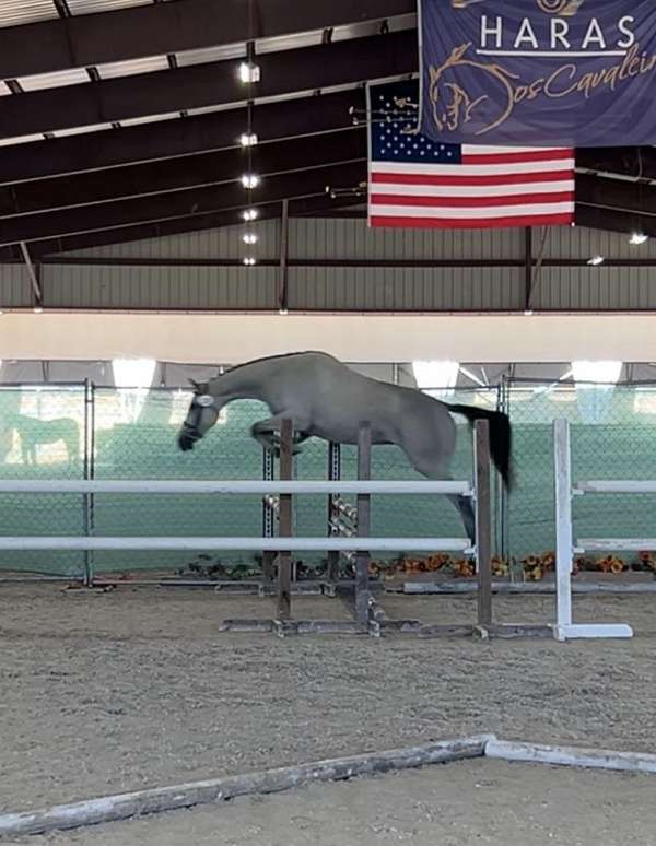 grey-usef-filly