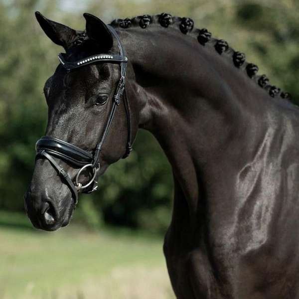 all-around-warmblood-horse