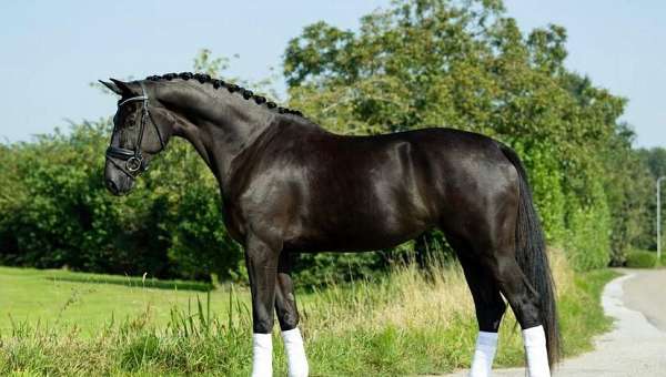 amazing-warmblood-horse