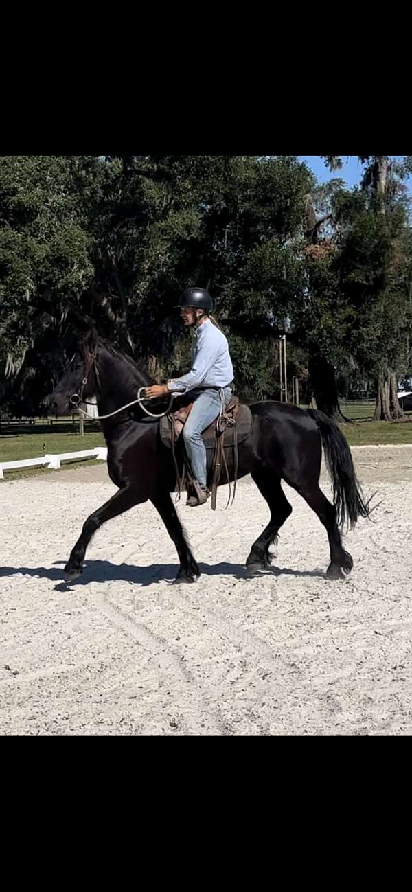 athletic-friesian-horse