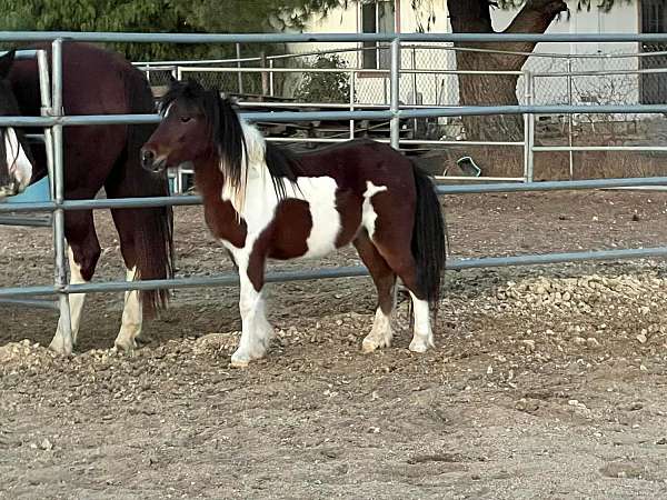 miniature-paint-colt-stallion