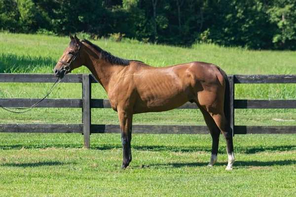 thoroughbred-gelding