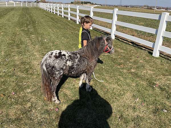 grey-dapple-spotted-horse