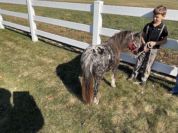 kidsafe-miniature-horse