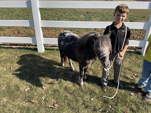 therapy-miniature-horse