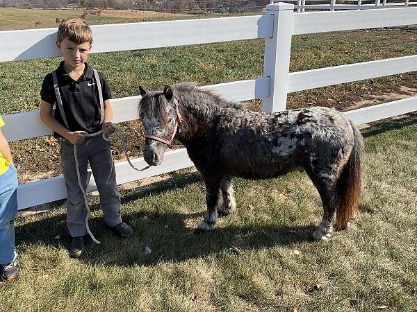 miniature-horse