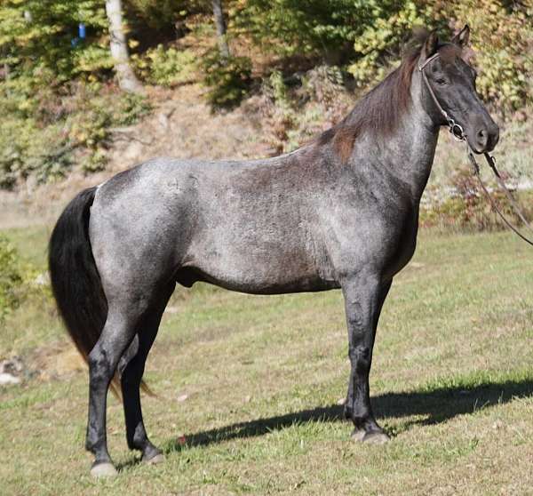 blue-roan-roan-rmha-gelding