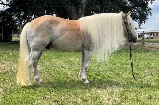 haflingers-for-sale-horse