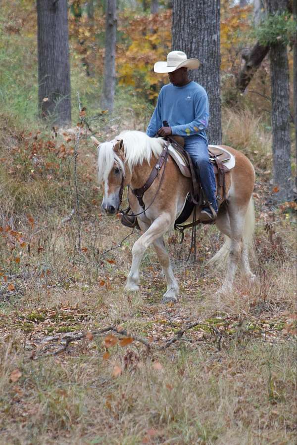 trail-horses-for-sale-haflinger