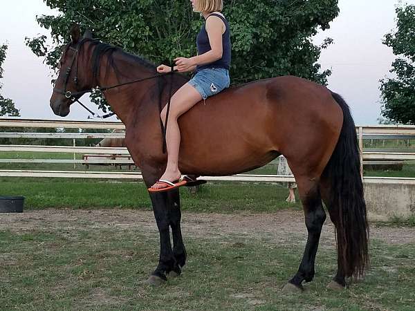 bay-black-andalusian-filly