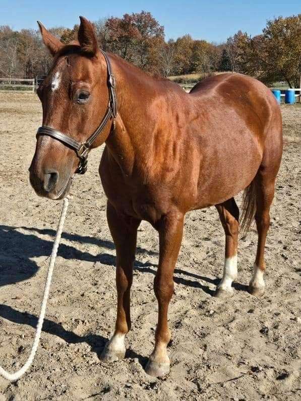 chestnut-sorrel-beginner-cross-horse